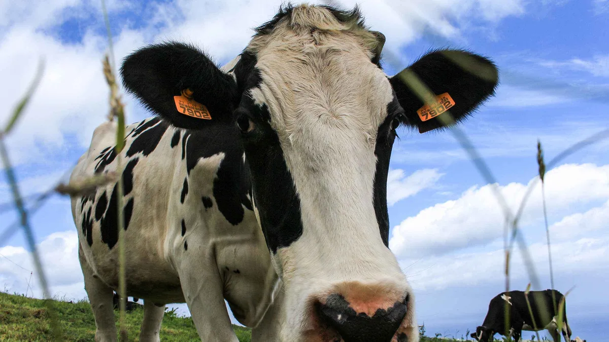 A dairy cow staring into the lens in a green field, a common roadside sight on full-day Sao Miguel Azores tours