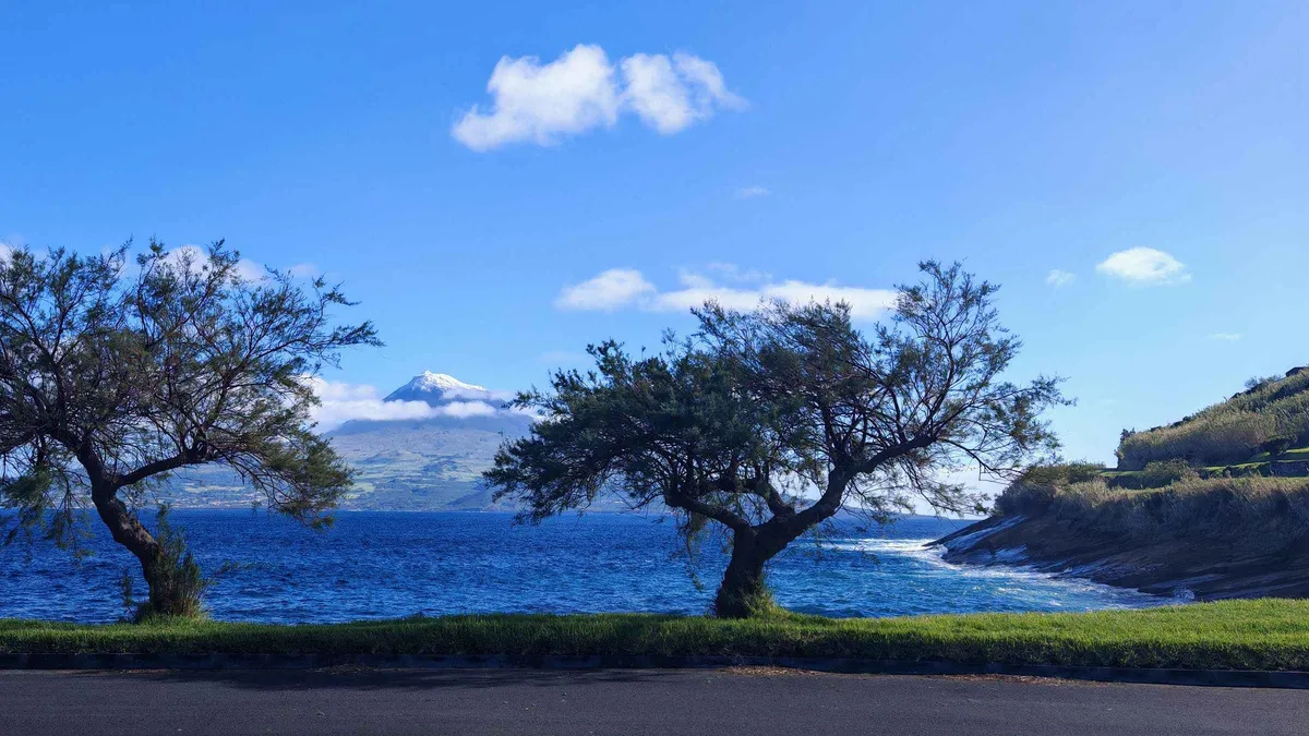 Wind-shaped trees on a headland above the blue sea on the Faial island coast at Horta