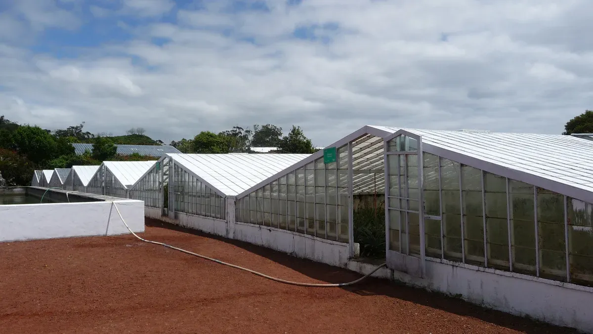 Glass greenhouses at the Arruda pineapple plantation in Fajã de Baixo