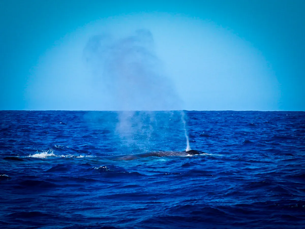 A whale blowing at the surface seen from a boat on deep blue water