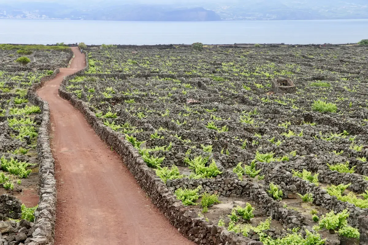 Walled vineyard plots of the Pico island UNESCO landscape seen from above, running to the Atlantic
